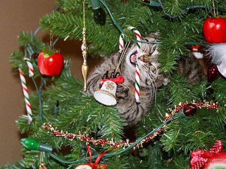 kucing rusak pohon Natal (izismile.com)