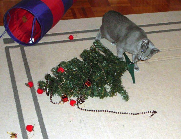 kucing rusak pohon Natal (izismile.com)