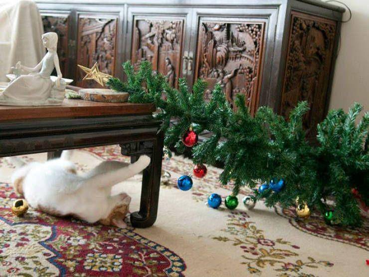 kucing rusak pohon Natal (izismile.com)