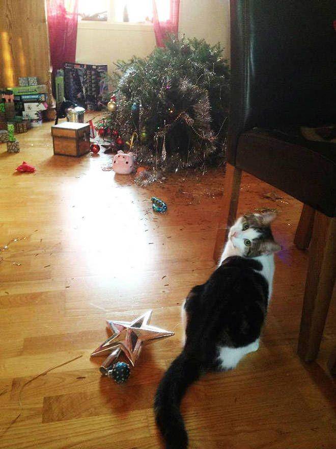kucing rusak pohon Natal (izismile.com)