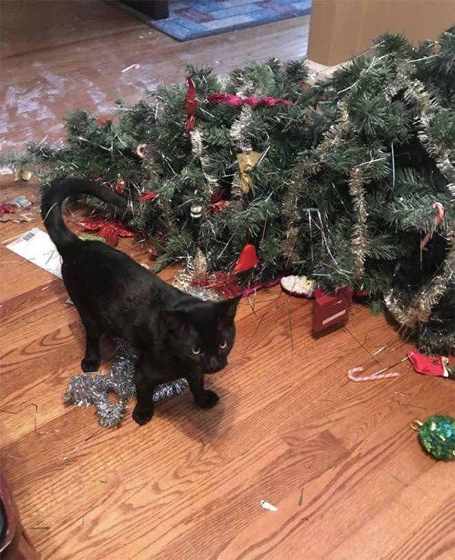 kucing rusak pohon Natal (izismile.com)
