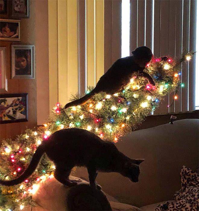 kucing rusak pohon Natal (izismile.com)