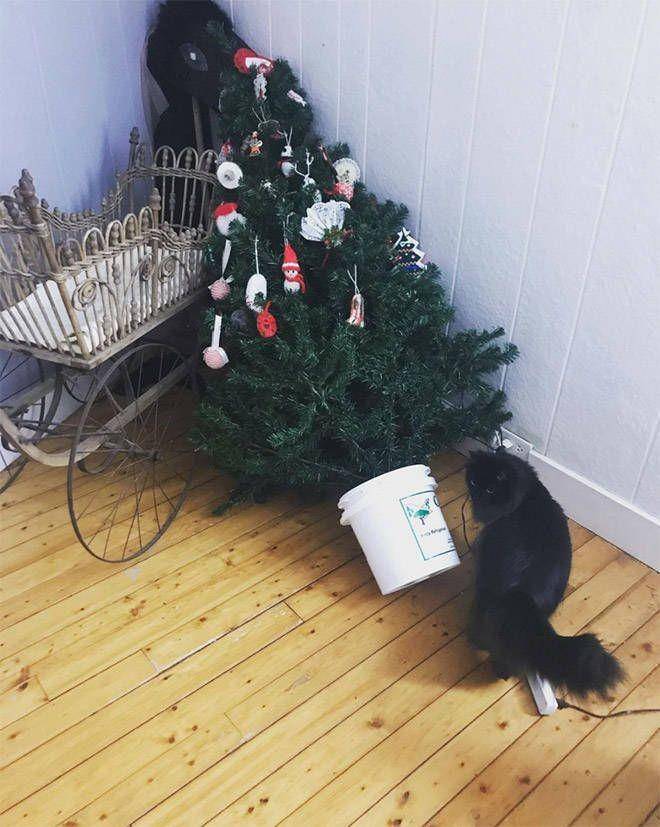 kucing rusak pohon Natal (izismile.com)