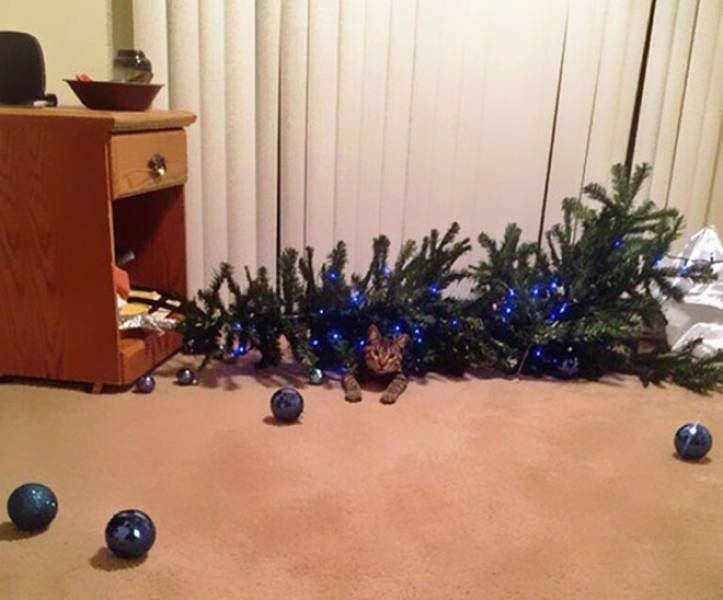 kucing rusak pohon Natal (izismile.com)