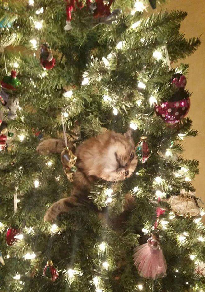 kucing rusak pohon Natal (izismile.com)