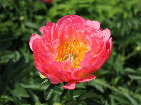 ilustrasi bunga peony (pexels.com/alex ohan)