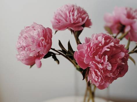 ilustrasi bunga peony (pexels.com/Valeriia Miller)