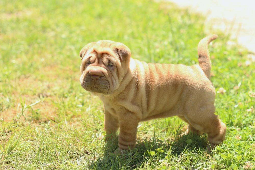 10 Jenis Anjing yang Jarang Menggonggong, Tidak Mengganggu Tetangga!