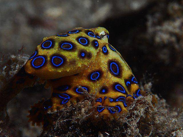 ilustrasi gurita cincin biru (commons.wikimedia.org/Rickard Zerpe)