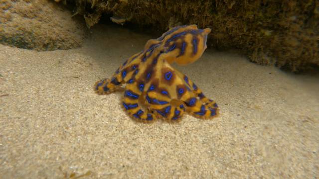 ilustrasi gurita cincin biru (commons.wikimedia.org/MurkySeb)