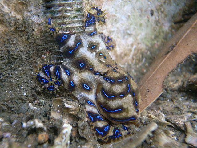 ilustrasi gurita cincin biru (commons.wikimedia.org/Sylke Rohrlach)