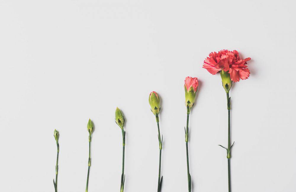 ilustrasi anyelir (unsplash.com/Edward Howell)