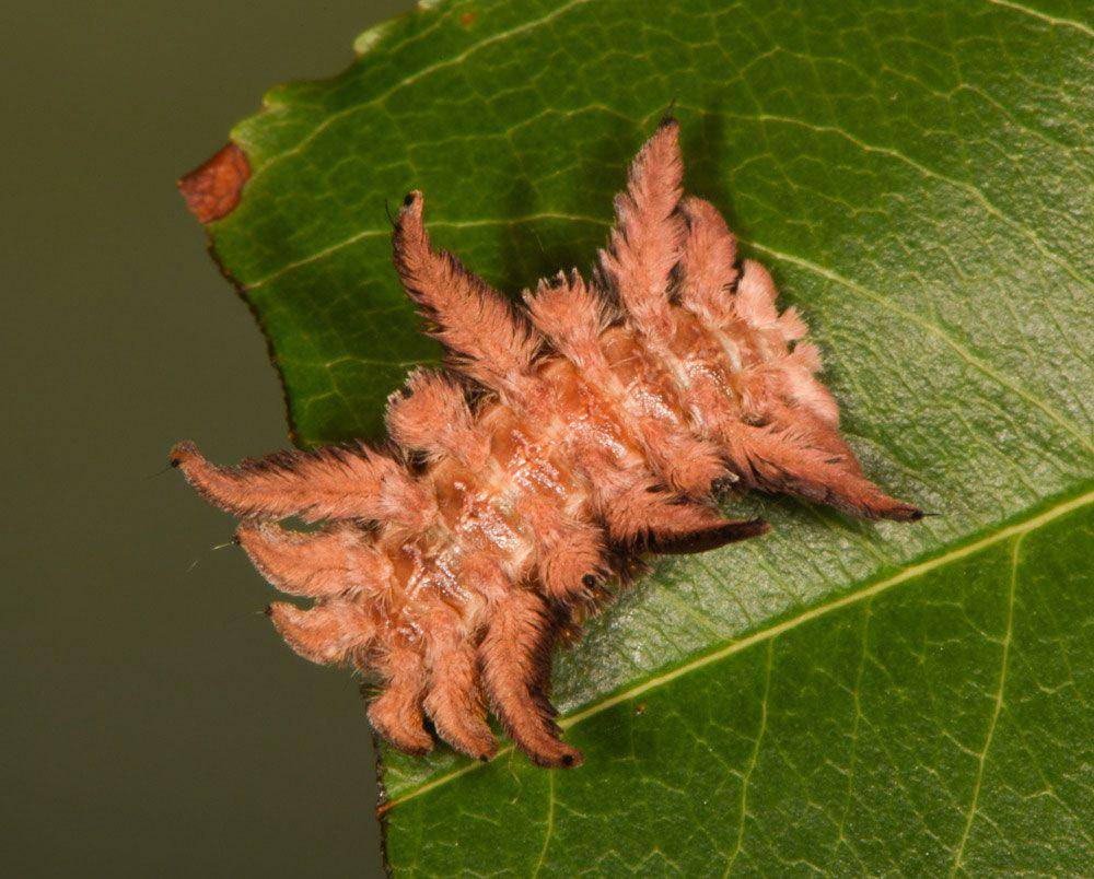 ilustrasi hag moth caterpillar (ficonservancy.org/Doug Tallamy)
