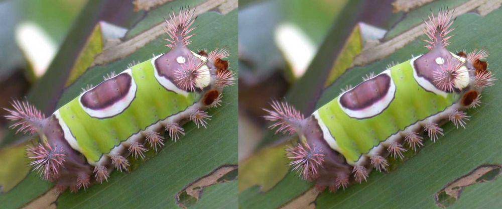 ilustrasi ulat saddleback caterpillars (ugaurbanag.com)