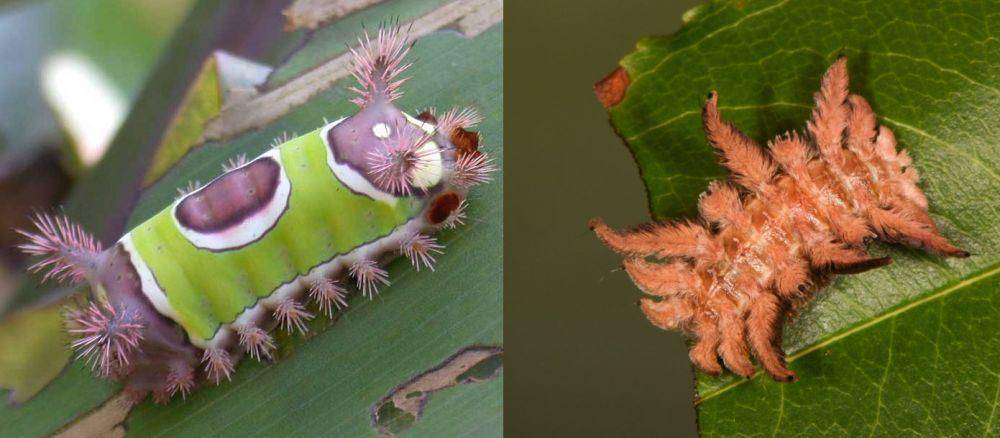 ilustrasi saddleback caterpillar dan hag moth caterpillar (ugaurbanag.com | ficonservancy.org/Doug Tallamy)