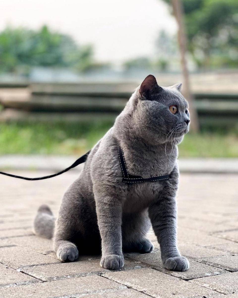 potret kucingnya Harris Vriza (instagram.com/harrisvriza/)