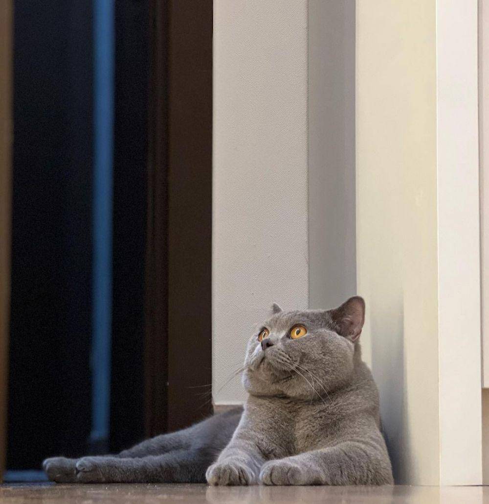 potret kucingnya Harris Vriza (instagram.com/locobsh/)