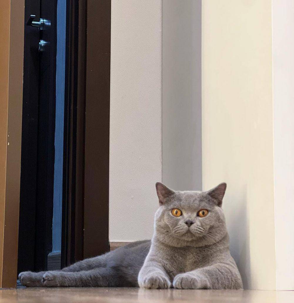 potret kucingnya Harris Vriza (instagram.com/locobsh/)