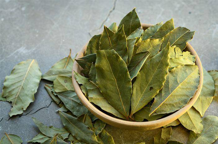 Daun Salam (Halodoc)
