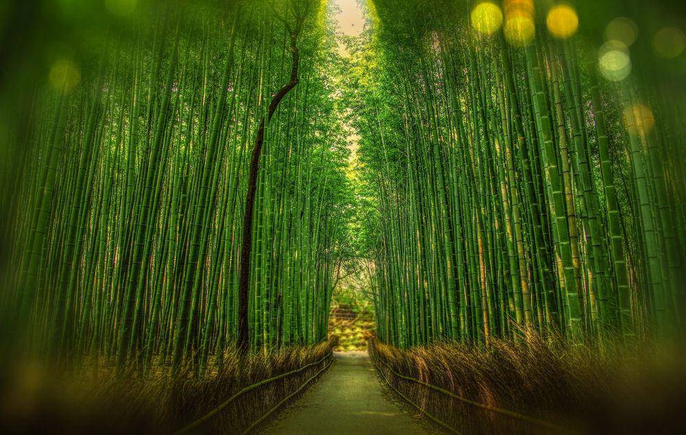 ilustrasi bambu (Pexels.com/Pixabay)