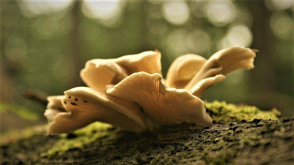 Jamur tiram putih (pixabay.com/FotoRieth)