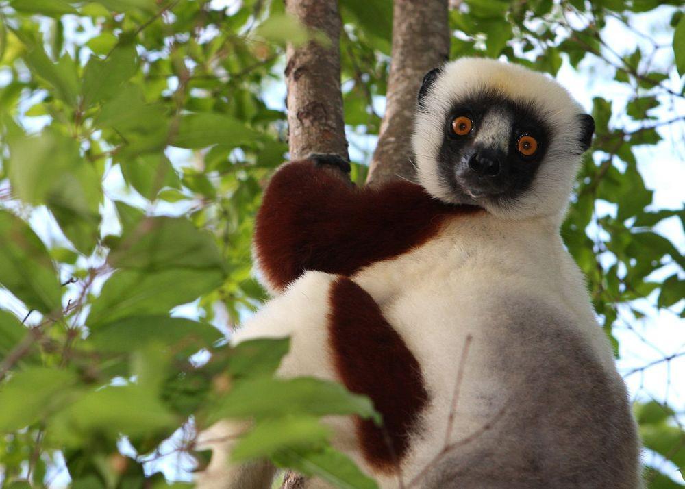 10 Hewan yang Hanya Bisa Ditemukan di Madagaskar, Unik dan Gemas!