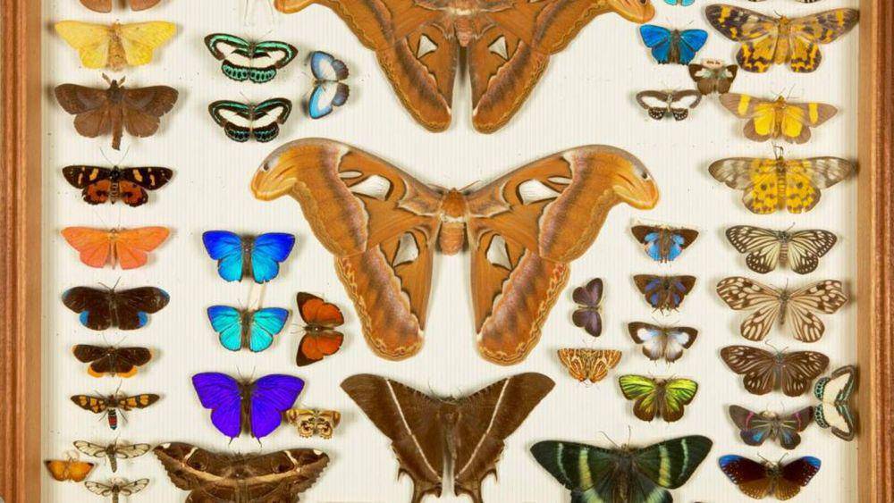 koleksi pribadi yang langka dari Wallace yang berada di Natural History Museum, London (irishtimes.com)
