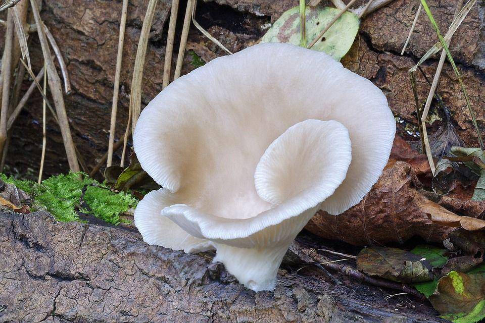 Jamur tiram putih (pixabay.com/Illuvis)