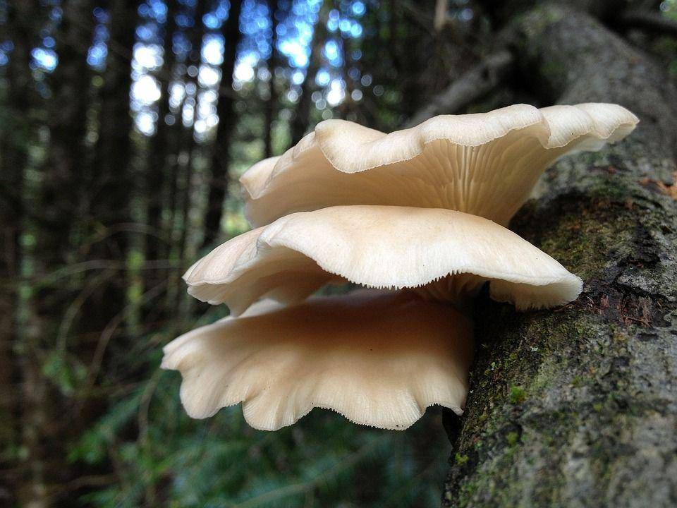 Jamur tiram putih (pixabay.com/NatureFriend)