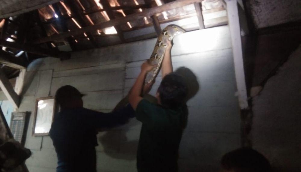 Ular Sanca 4,2 Meter Bersarang di Atap Rumah Warga Lamongan