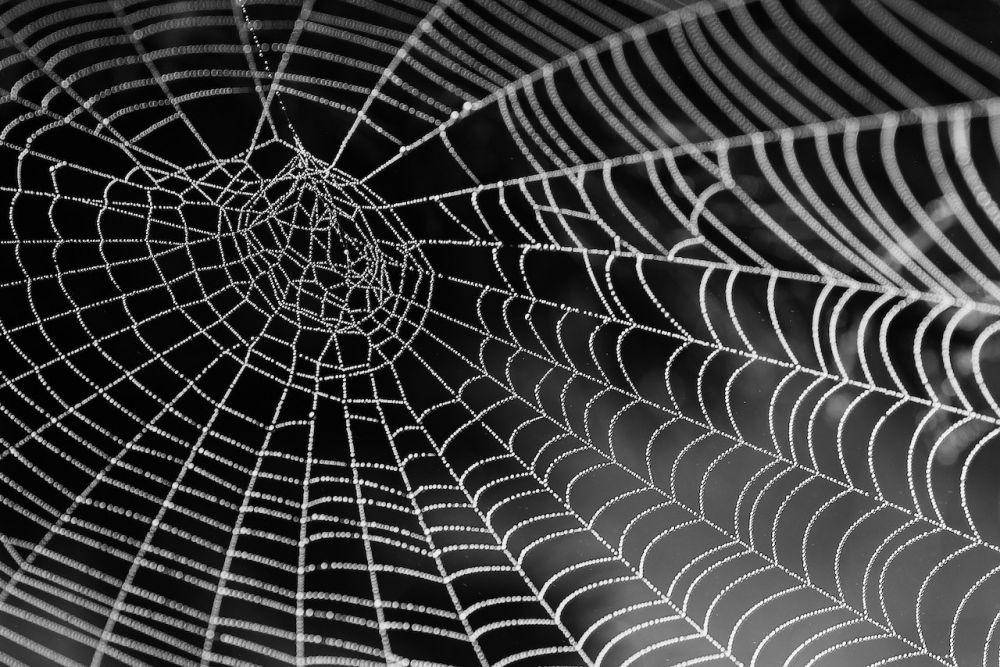 Ilustrasi jaring laba-laba (pexels.com/Pixabay)