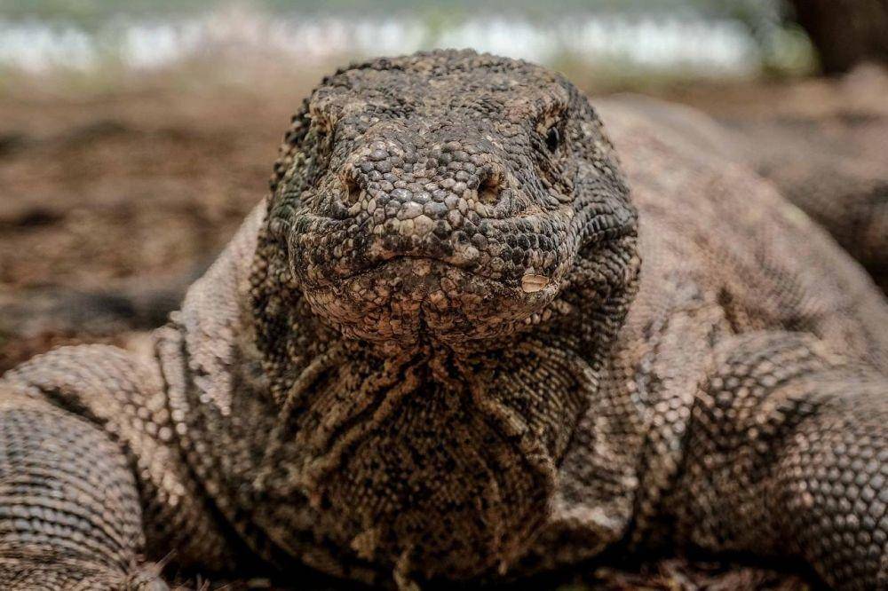 Taman Nasional Komodo, Nusa Tenggara Timur (dok. Kemenparekraf)