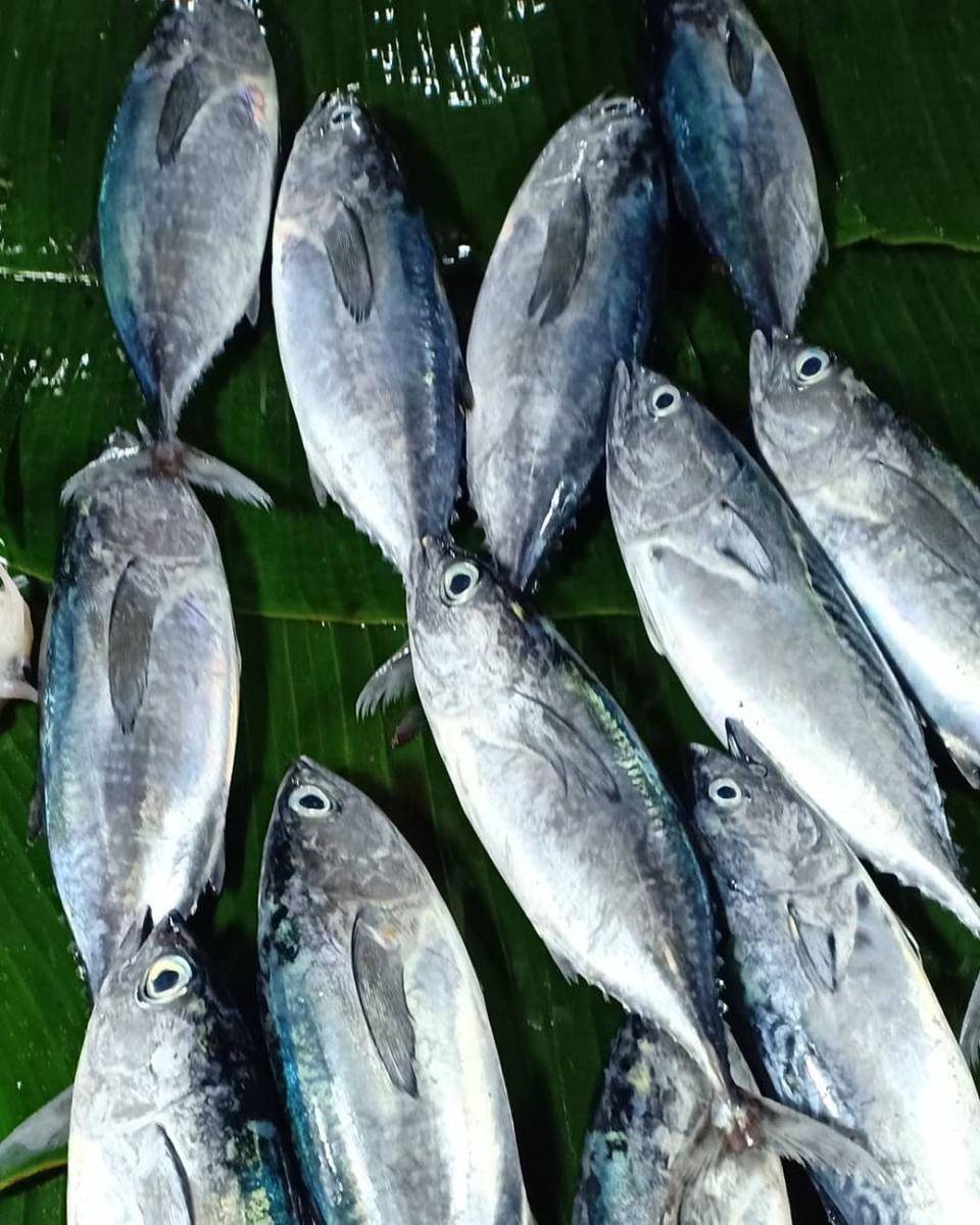 Ilustrasi ikan tongkol segar (instagram.com/trias.rld)