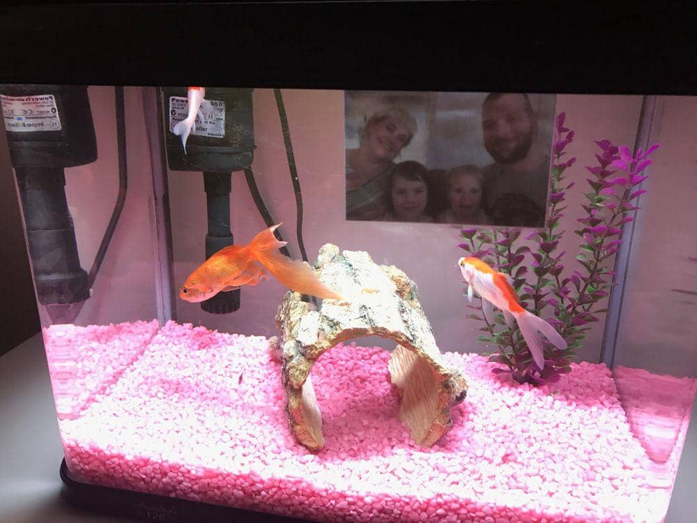 potret kelakuan unik di sebuah keluarga (twitter.com/IllyBocean)