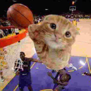 kucing bermain bola basket (twitter.com/reactions)
