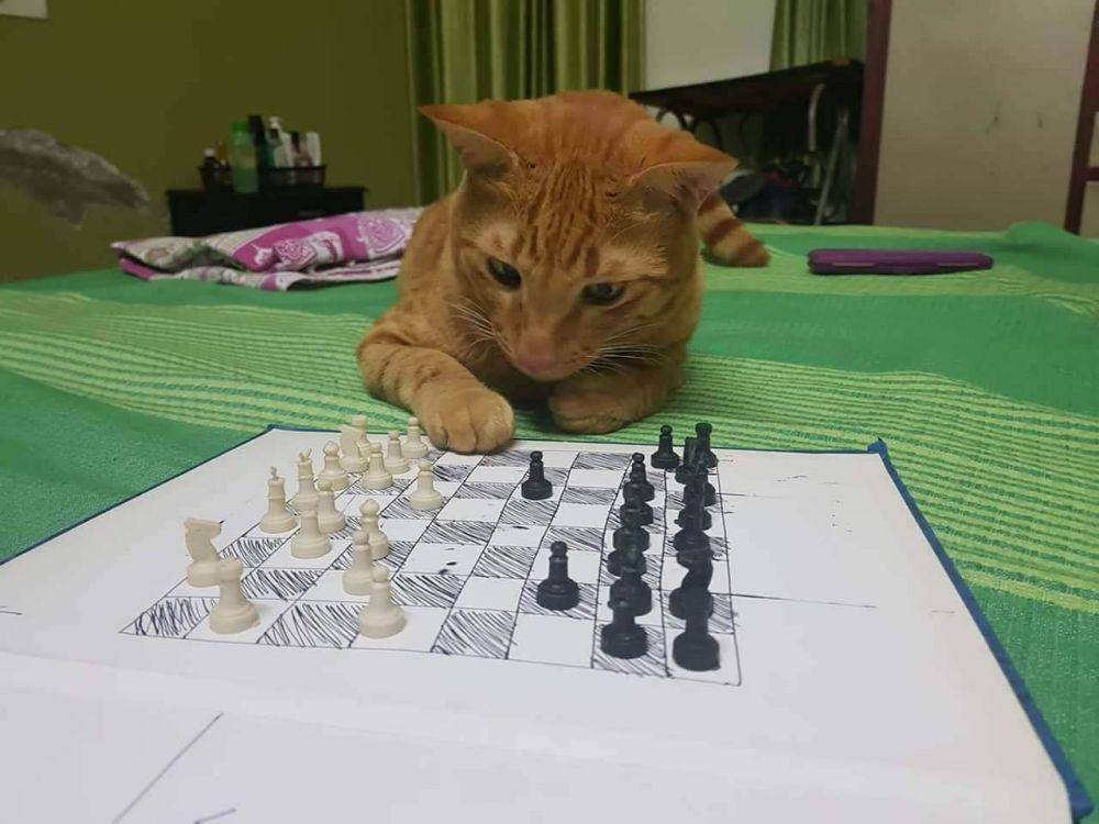kucing bermain catur (facebook.com/CAT Gif love and lovers)