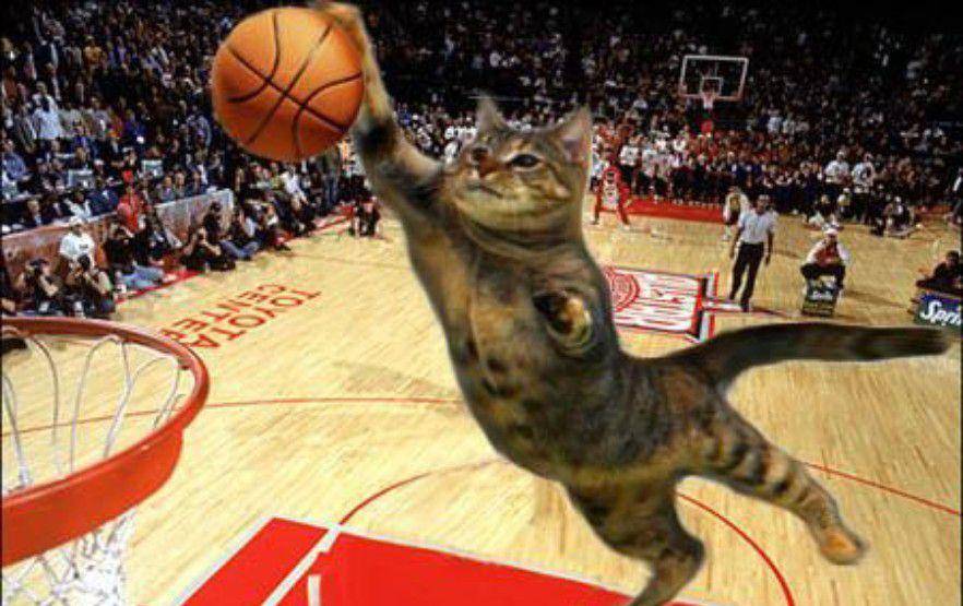 kucing bermain bola basket (twitter.com/Lorenzo The Cat)