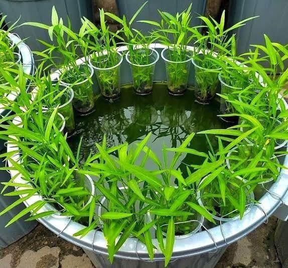 Emak-emak Bandar Lampung akan Mulai Budidaya Ikan Lele dalam Ember