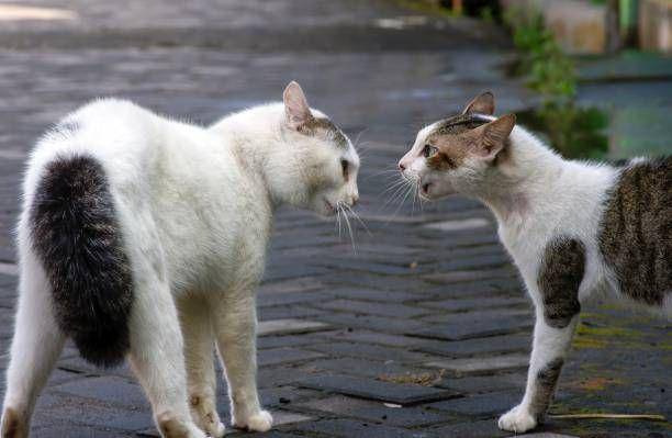 ilustrasi kucing konflik (istockphoto.com/Jaka Suryanta)