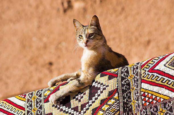 ilustrasi kucing di karpet (istockphoto.com/CCat82)