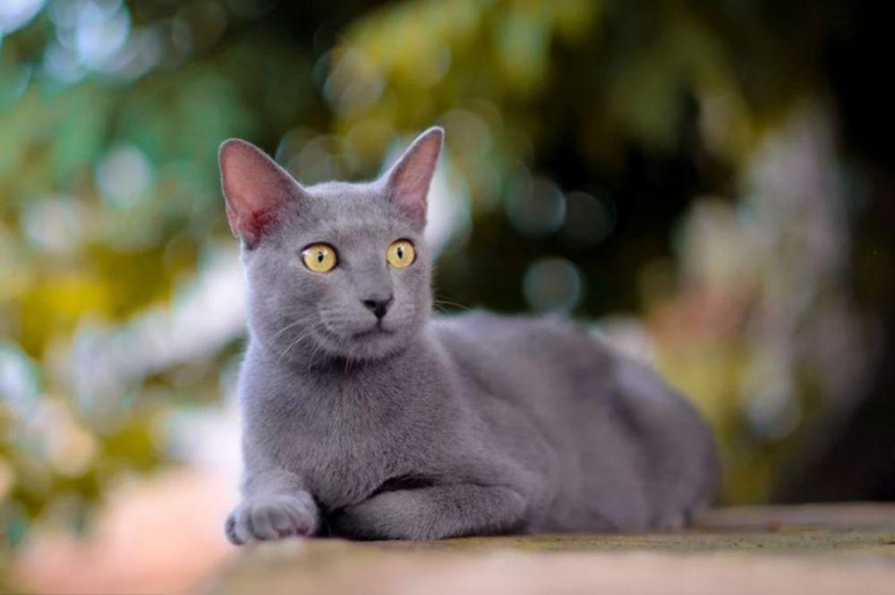 Busok, Kucing Ras Asli Indonesia yang Mendapat Pengakuan Internasional