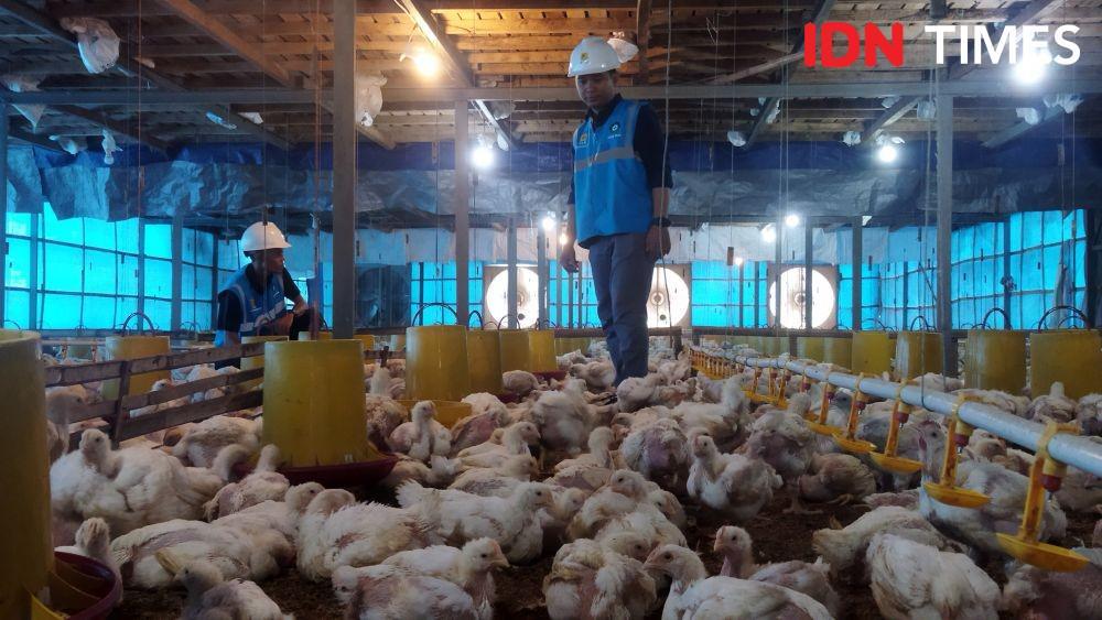 Setrum di Kandang Modern Bikin Peternak Tambah Untung