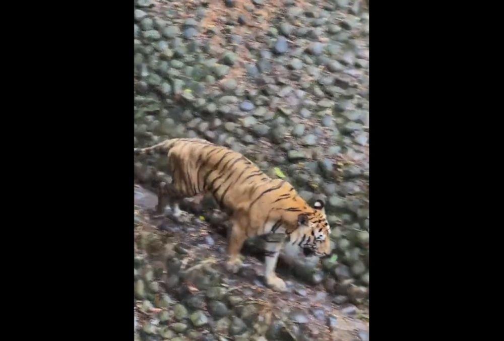 Viral Harimau Juve Ragunan Kurus Kering, Pengelola: Berat Badan Ideal