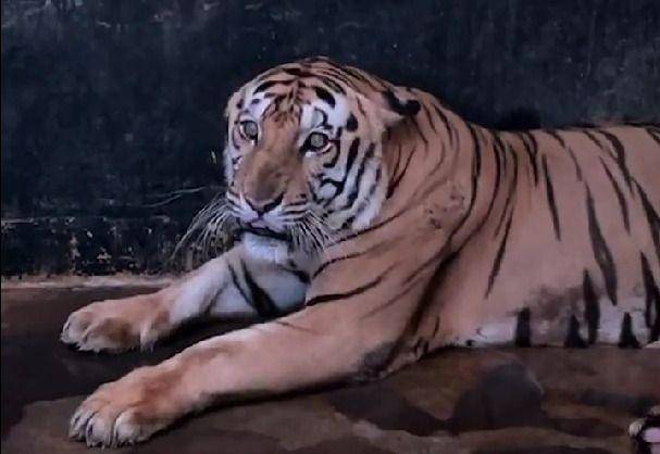 Viral harimau ragunan kurus (instagram.com/ragunanzoo)