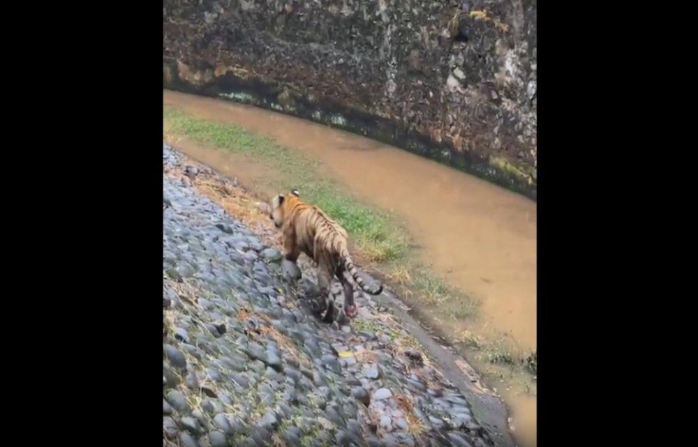 Viral Harimau di Ragunan Kurus Kering, Perawat Akhirnya Buka Suara