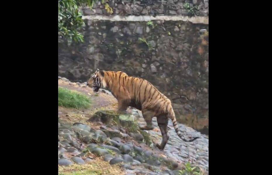 Viral harimau ragunan kurus (instagram.com/ragunanzoo)