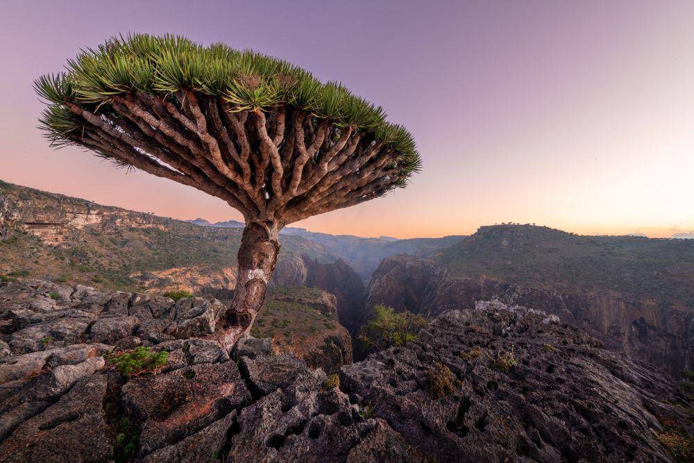 Pulau Socotra (unsplash.com/Andrew Svk)
