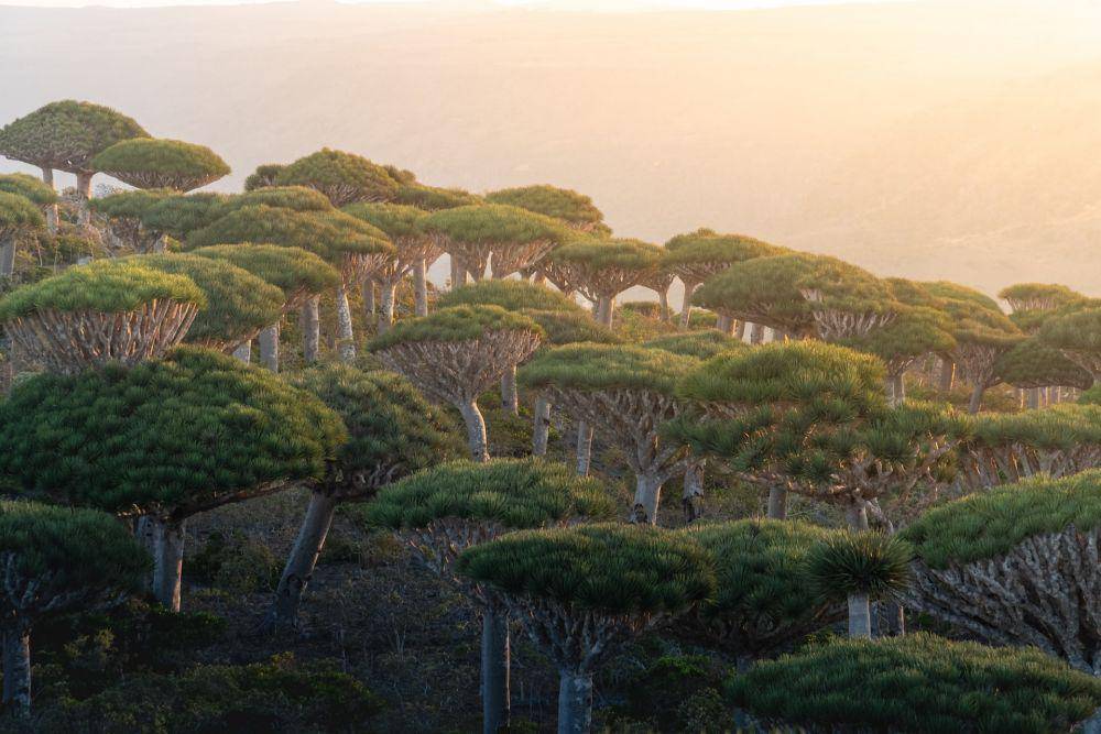 Pulau Socotra (unsplash.com/Andrew Svk)