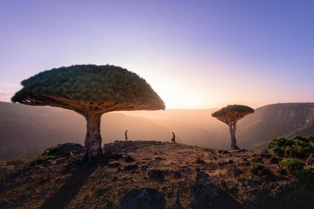 Pulau Socotra (unsplash.com/Andrew Svk)