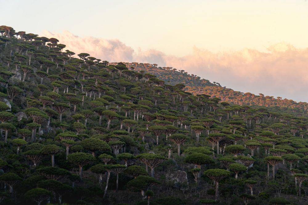 Pulau Socotra (unsplash.com/Andrew Svk)
